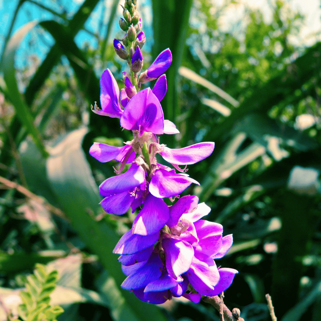 Indigofera.