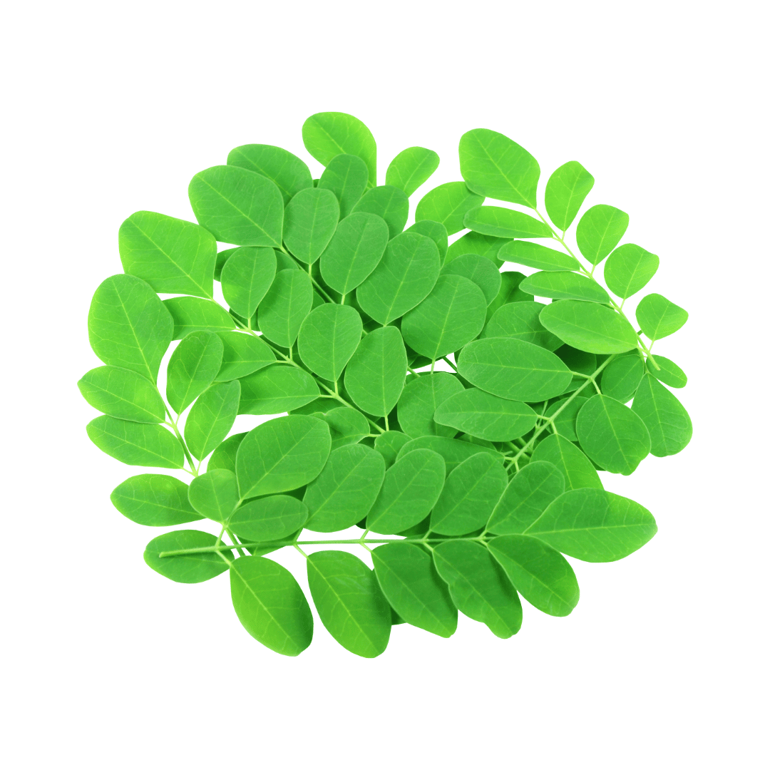Moringa leaves.